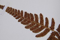 假蹄蓋蕨藏品圖，第9張