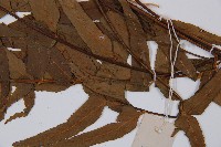 萊氏鐵角蕨藏品圖，第4張