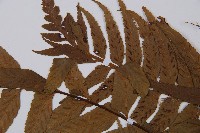 萊氏鐵角蕨藏品圖，第5張