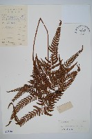 南海鱗毛蕨藏品圖，第1張