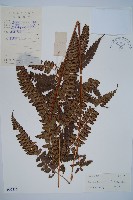 斜方複葉耳蕨藏品圖，第1張