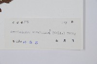 斜方複葉耳蕨藏品圖，第2張