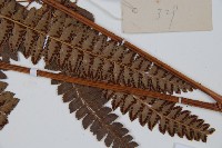 斜方複葉耳蕨藏品圖，第3張