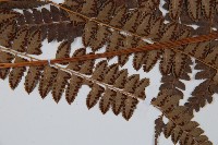 斜方複葉耳蕨藏品圖，第4張