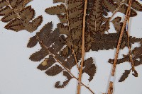 斜方複葉耳蕨藏品圖，第5張