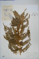 斜羽鳳尾蕨藏品圖，第1張