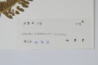 斜羽鳳尾蕨藏品圖，第2張