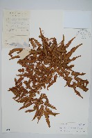 曲軸海金沙藏品圖，第1張