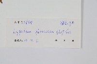 曲軸海金沙藏品圖，第2張