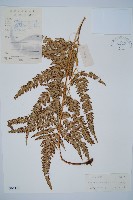 中華複葉耳蕨藏品圖，第1張