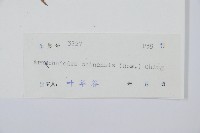 中華複葉耳蕨藏品圖，第2張