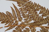 中華複葉耳蕨藏品圖，第4張