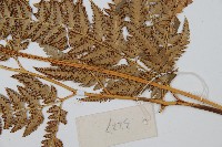 中華複葉耳蕨藏品圖，第5張