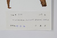 大星蕨藏品圖，第2張