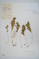 江南卷柏藏品圖，第1張