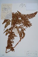 闊鱗鱗毛蕨藏品圖，第1張