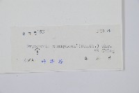 闊鱗鱗毛蕨藏品圖，第2張