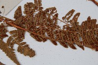 闊鱗鱗毛蕨藏品圖，第3張