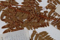 闊鱗鱗毛蕨藏品圖，第4張