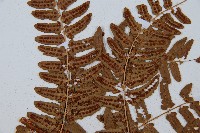 闊鱗鱗毛蕨藏品圖，第5張