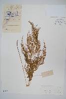 日本金粉蕨藏品圖，第1張