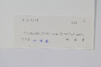 日本金粉蕨藏品圖，第2張