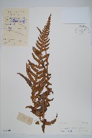 翅軸假金星蕨、短柄卵果蕨藏品圖，第1張