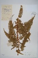 三角脈鳳尾蕨藏品圖，第1張