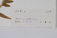 三角脈鳳尾蕨藏品圖，第2張