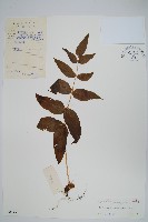 龍頭節肢蕨藏品圖，第1張