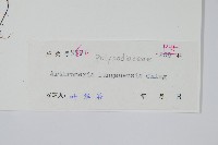 龍頭節肢蕨藏品圖，第2張