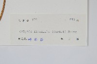 曲邊線蕨藏品圖，第2張