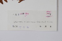 虹鱗肋毛蕨藏品圖，第2張