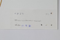 多羽鳳尾蕨藏品圖，第2張