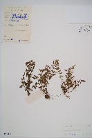 小葉鐵角蕨藏品圖，第1張