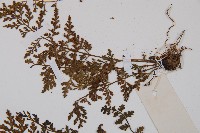 小葉鐵角蕨藏品圖，第4張