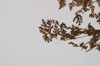 小葉鐵角蕨藏品圖，第5張