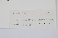 疏葉鱗毛蕨藏品圖，第2張