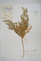 密葉卷柏藏品圖，第1張