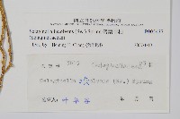 密葉卷柏藏品圖，第2張