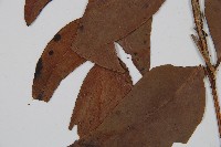 尖葉貫眾蕨藏品圖，第3張