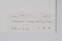 狹基鉤毛蕨藏品圖，第2張