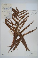 登錄號:P005440藏品圖，第1張