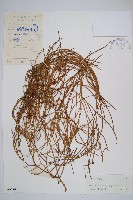 木賊葉石松藏品圖，第1張