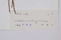 木賊葉石松藏品圖，第2張