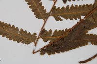 邊緣鱗蓋蕨藏品圖，第5張