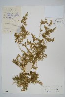 二形卷柏藏品圖，第1張
