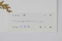二形卷柏藏品圖，第2張