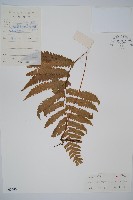 邊緣鱗蓋蕨藏品圖，第1張