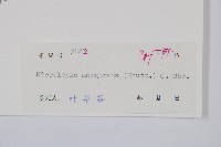 邊緣鱗蓋蕨藏品圖，第2張